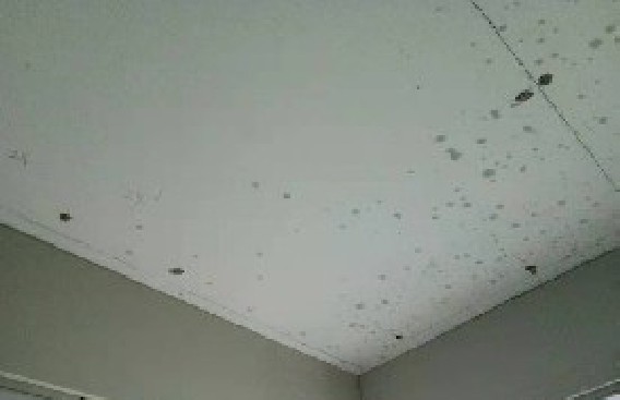拱極路泥木驗收合格